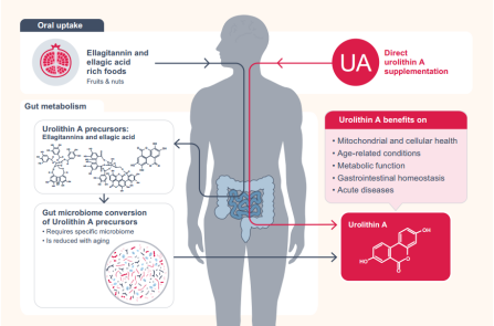 8 Proven Reasons Why ISO-Certified Elderberry Extract Is Truly The Most Powerful Immune Booster