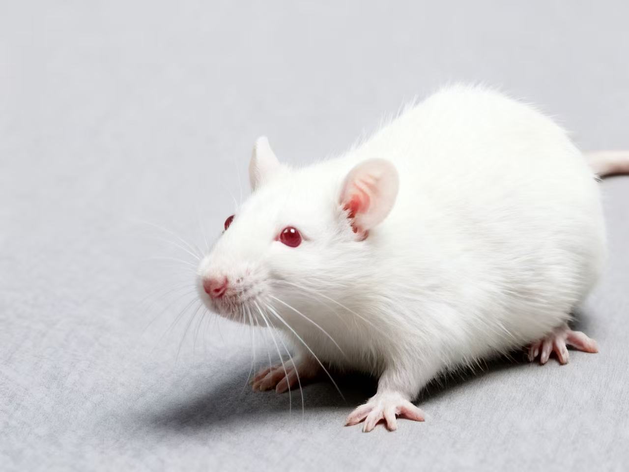 Perfect Combination: Magnesium Acetyl-Taurate – Maximizing The Anti-Aging Potential of "Taurine × Magnesium"?
