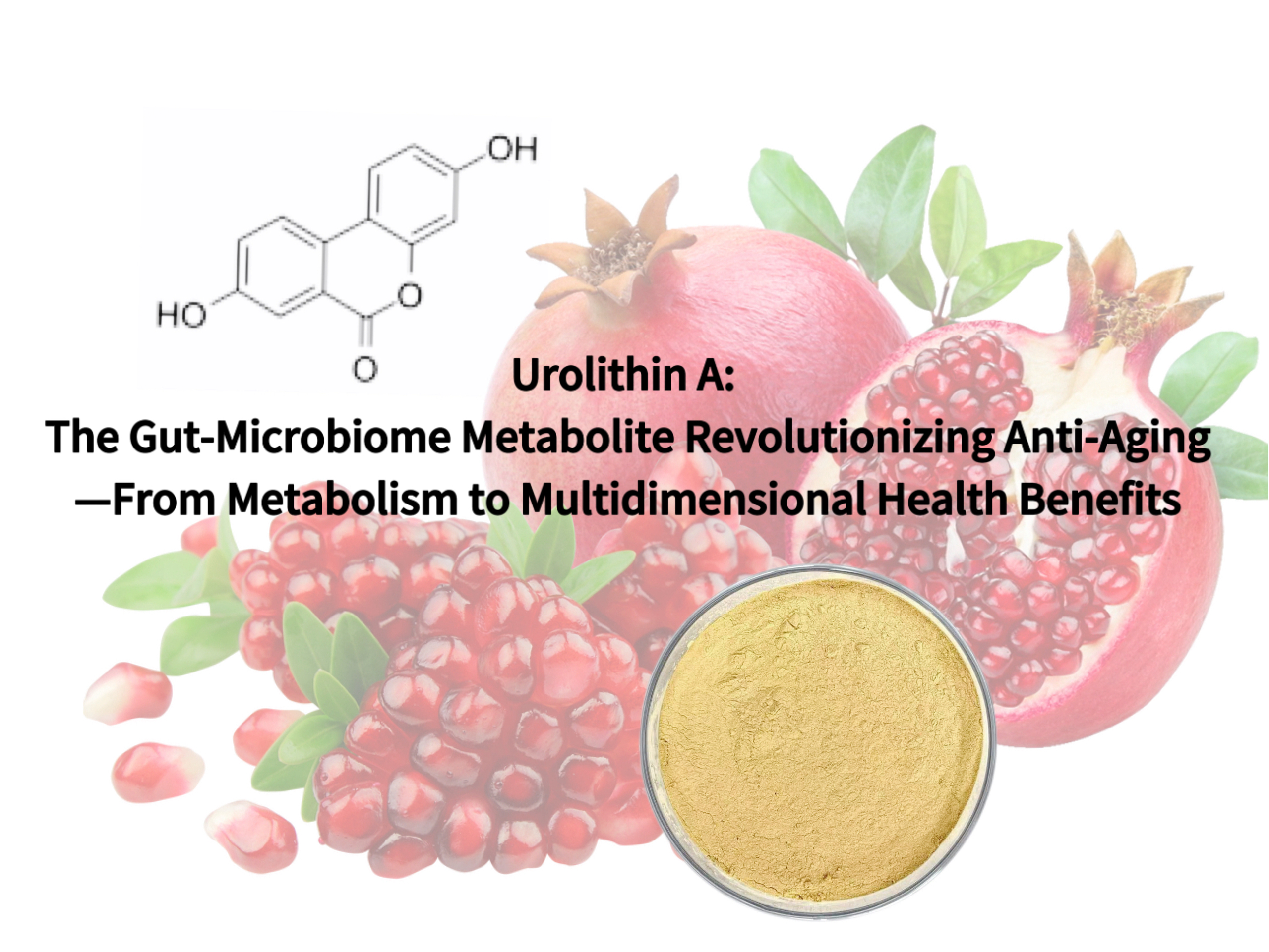 Urolithin A: The Gut-Microbiome Metabolite Revolutionizing Anti-Aging—From Metabolism to Multidimensional Health Benefits